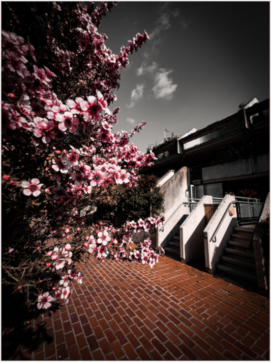 Blooming Brutalism (Fiammetta Venner)