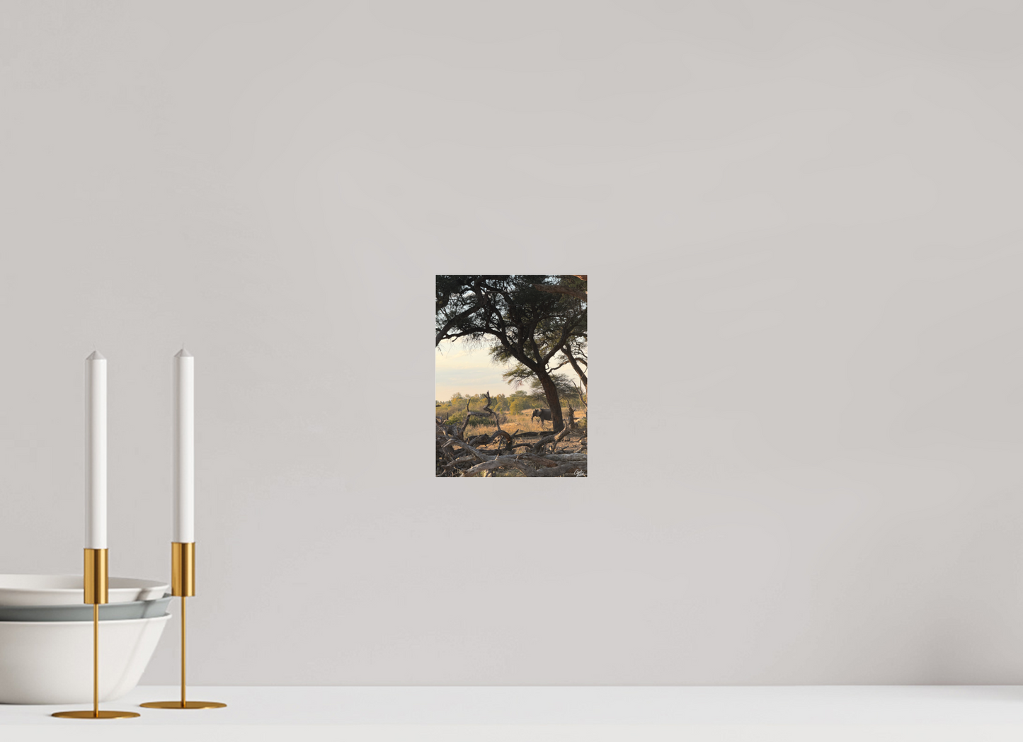 15 x 20 cm, Tirage photo sous Plexi mat The Guardian Tree (Caroline Fourest)