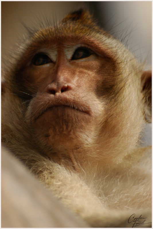 Contemplative Gaze (Caroline Fourest)