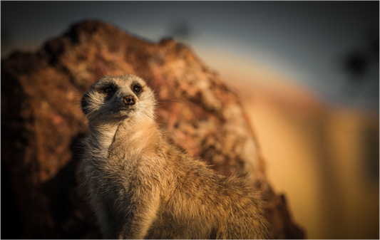 Meerkat Sentinel (Fiammetta Venner)