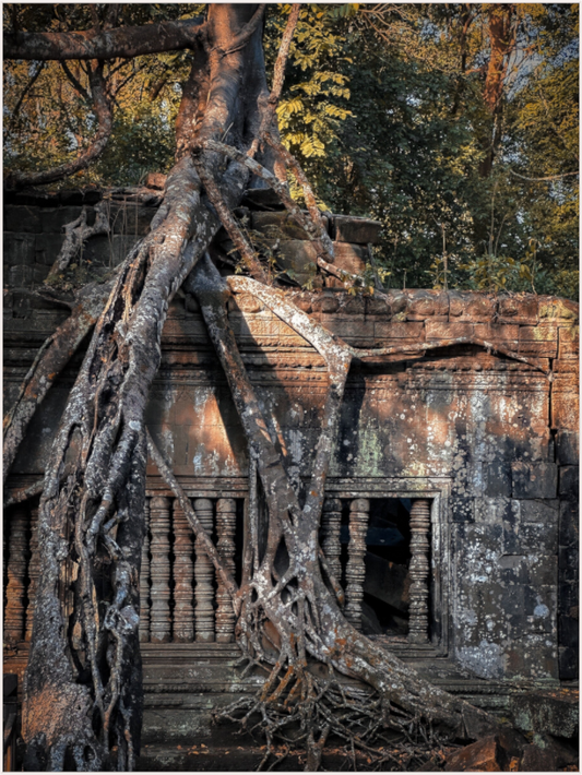Nature's Claim (Fiammetta Venner)