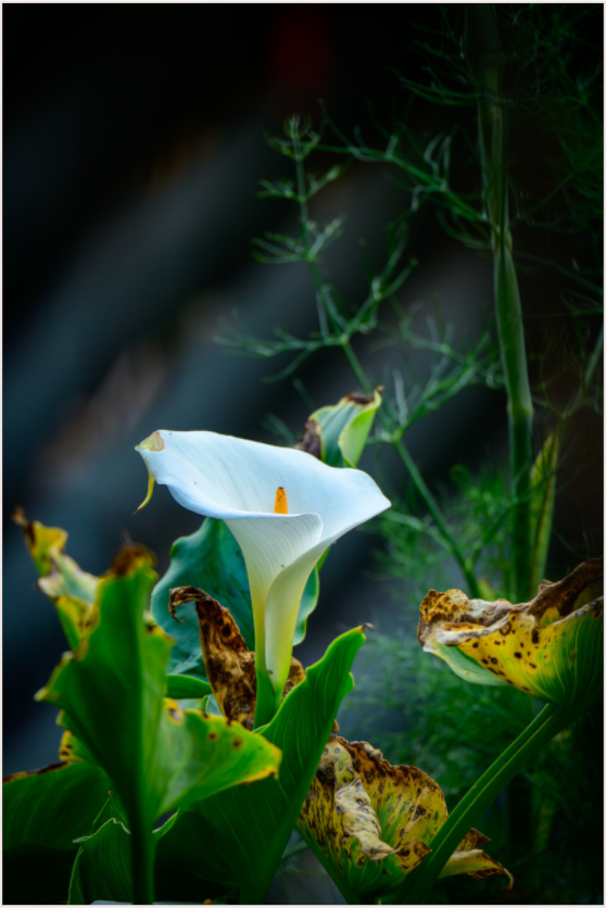 Main image Fiammetta Perou