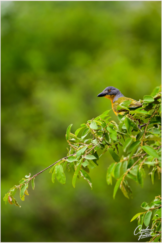 Vibrant Perch (Caroline Fourest)