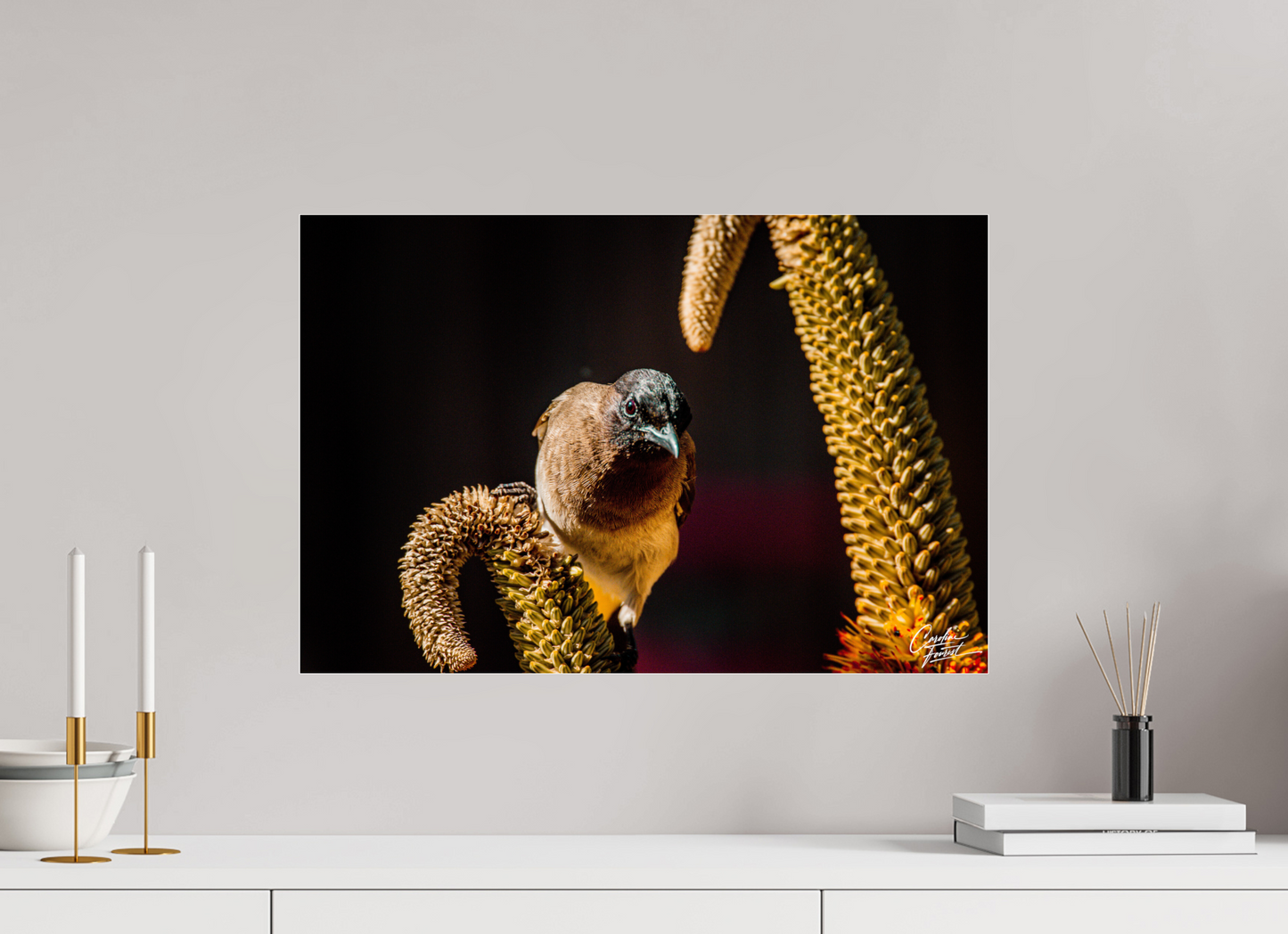 Perched Curiosity (Caroline Fourest)