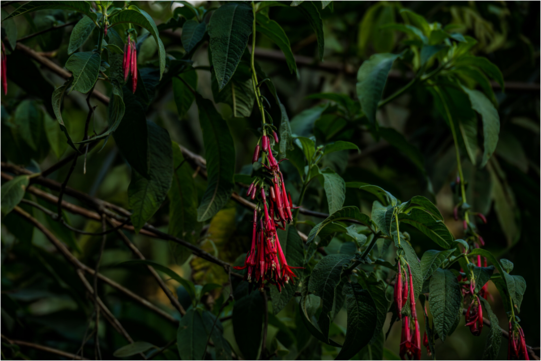 Main image Fiammetta Perou