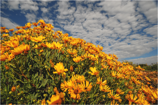 Golden Blooms Under the Sky (Fiammetta Venner)